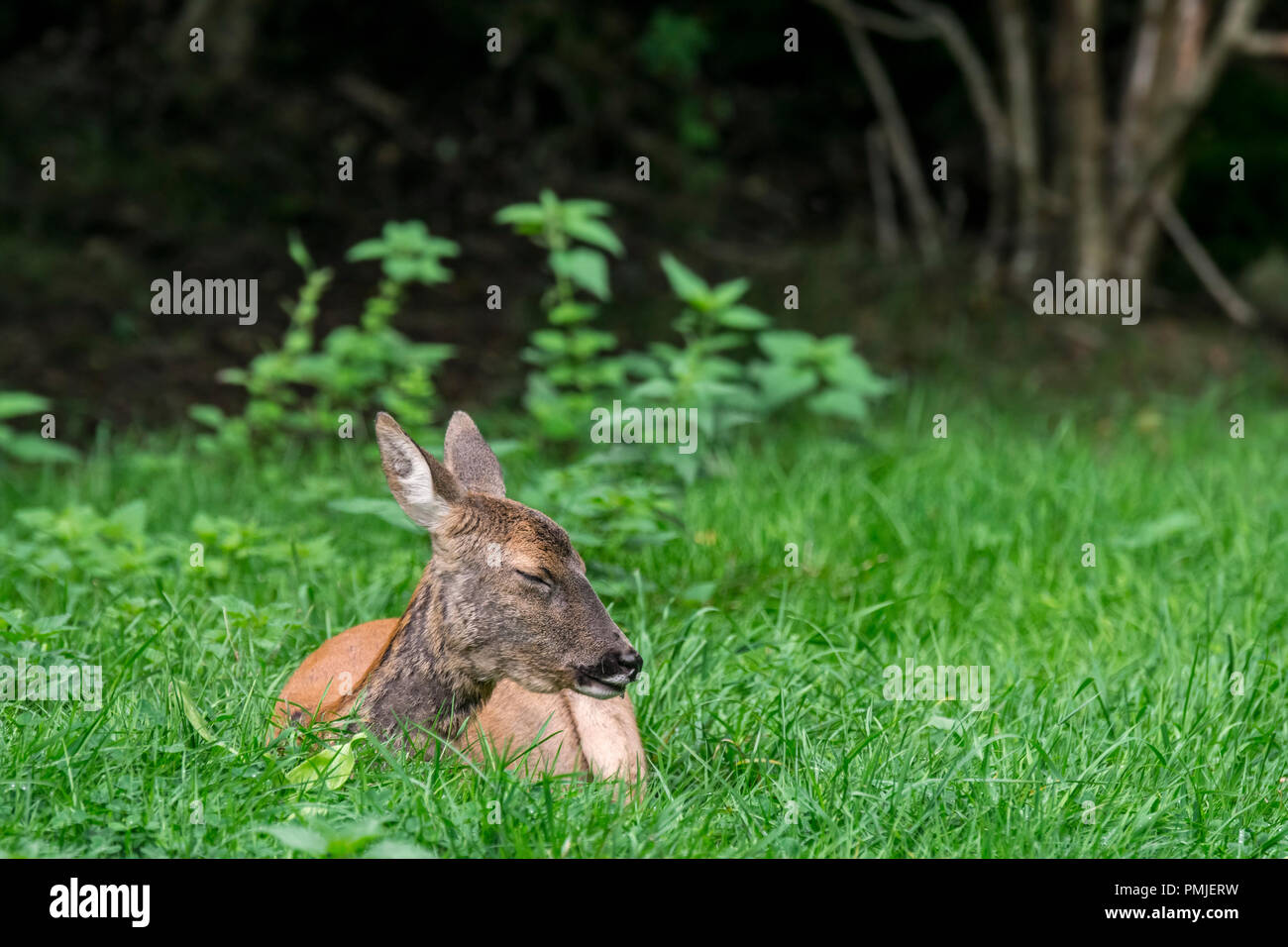 Unión corzo (Capreolus capreolus) hembra / doe descansando en el sotobosque / / matorral matorral de bosque en verano Foto de stock