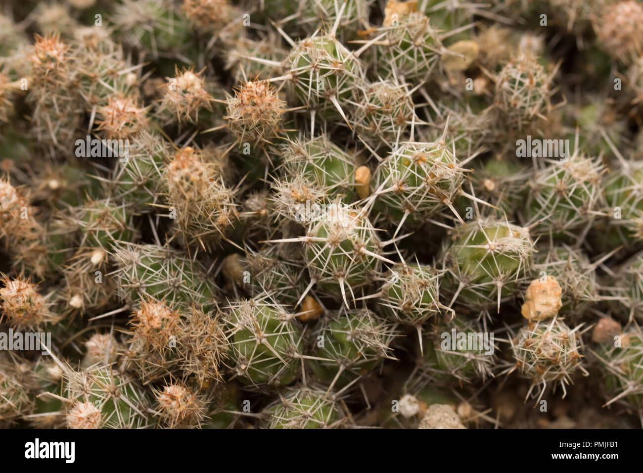Sobre el cierre de plantas amenazadas bulbispina grusonia, un cactus nativos de México. Foto de stock