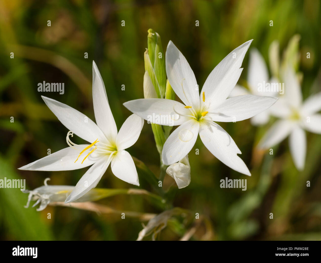 Estrellas como blancas flores de otoño de la South African Kaffir lily, Hesperantha coccinea 'Alba' Foto de stock