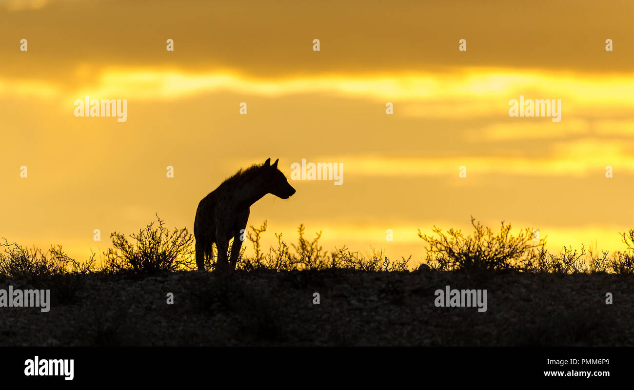 Silueta de una hiena, Botswana Foto de stock