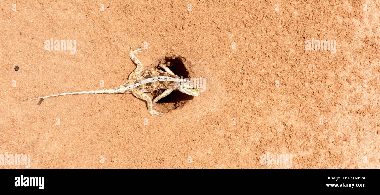 Agama lizard protegiendo sus huevos, Sudáfrica Foto de stock