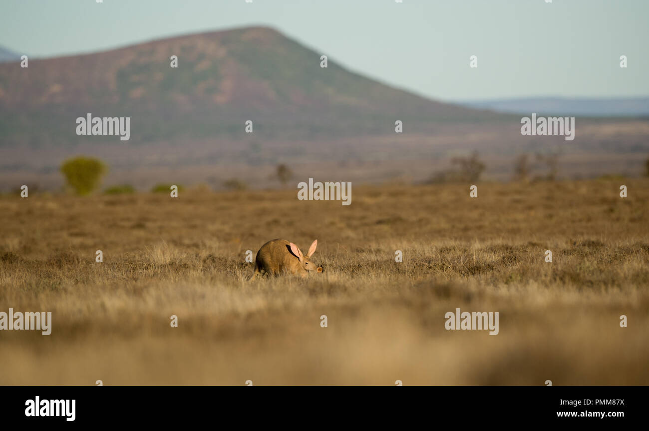 Oso hormiguero en el Bush, Eastern Cape, Sudáfrica Foto de stock