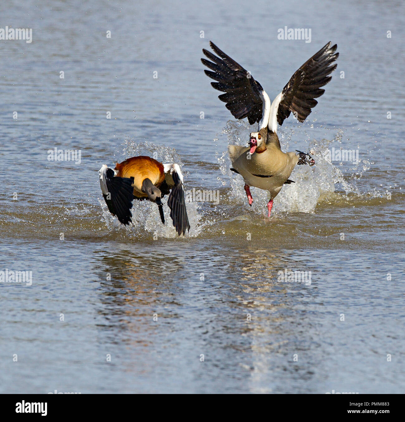 Wild Goose chase sobre un río, Sudáfrica Foto de stock