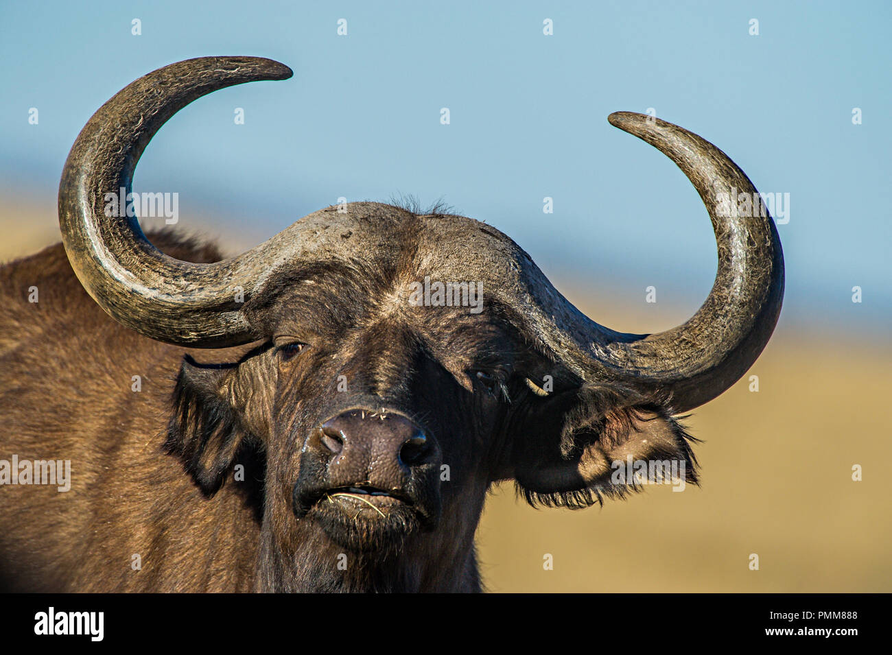 Retrato de un búfalo, Northern Cape, Sudáfrica Foto de stock