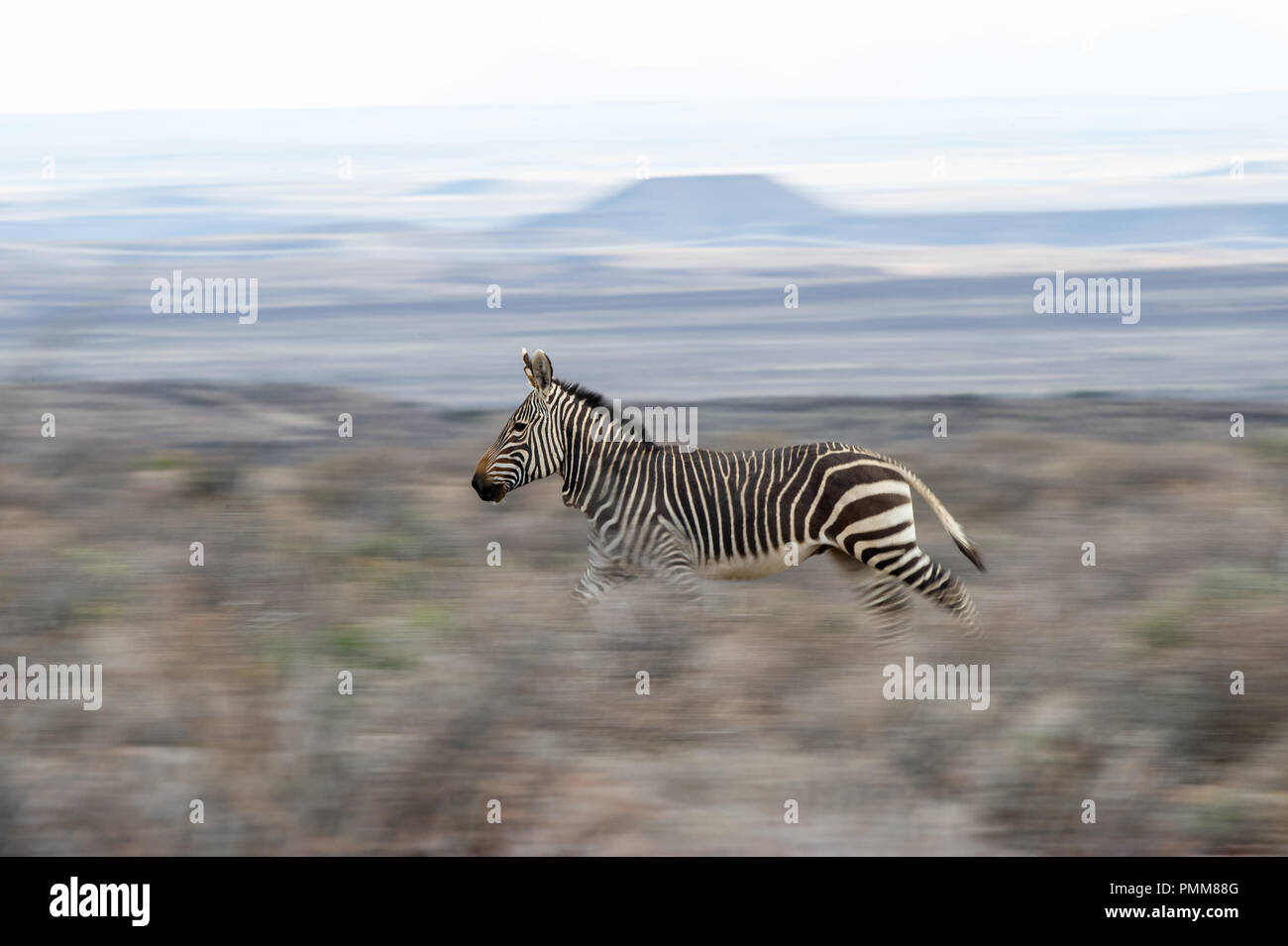 Zebra corriendo a través de Bush, Sudáfrica Foto de stock