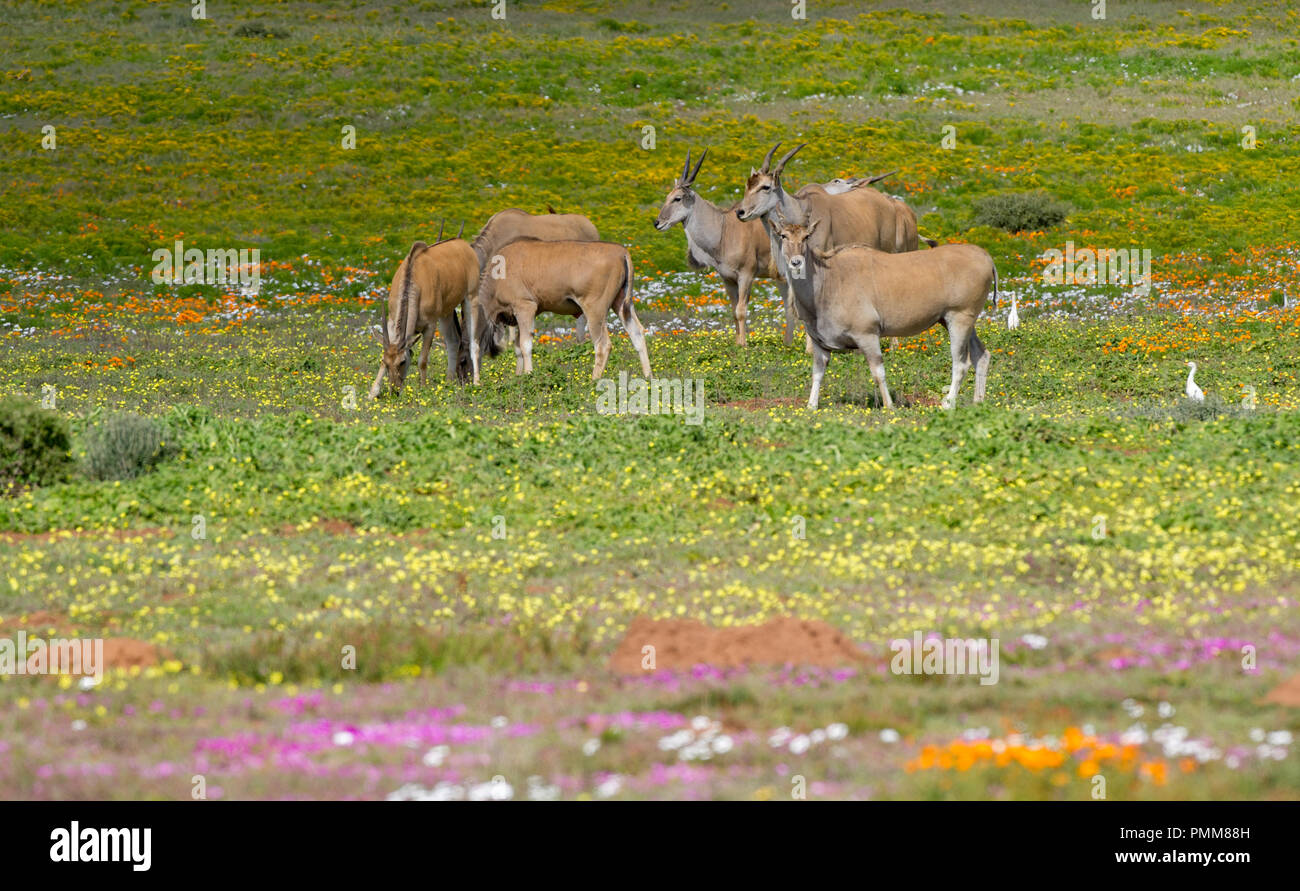Manada de eland el pastoreo, Costa oeste, Sudáfrica Foto de stock