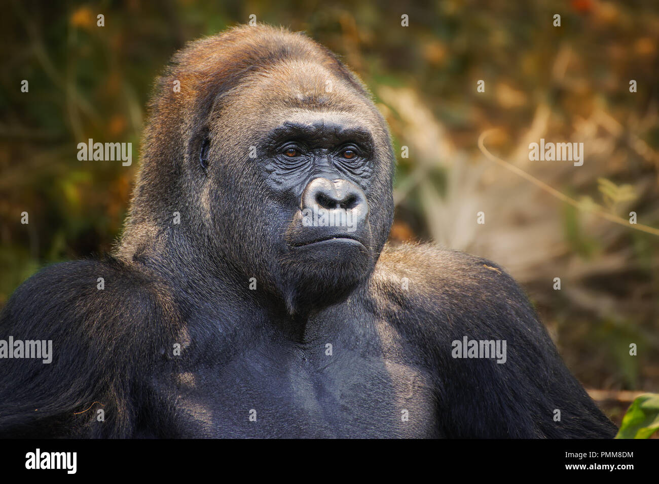 Un retrato de las tierras bajas occidentales gorila Silverback Foto de stock