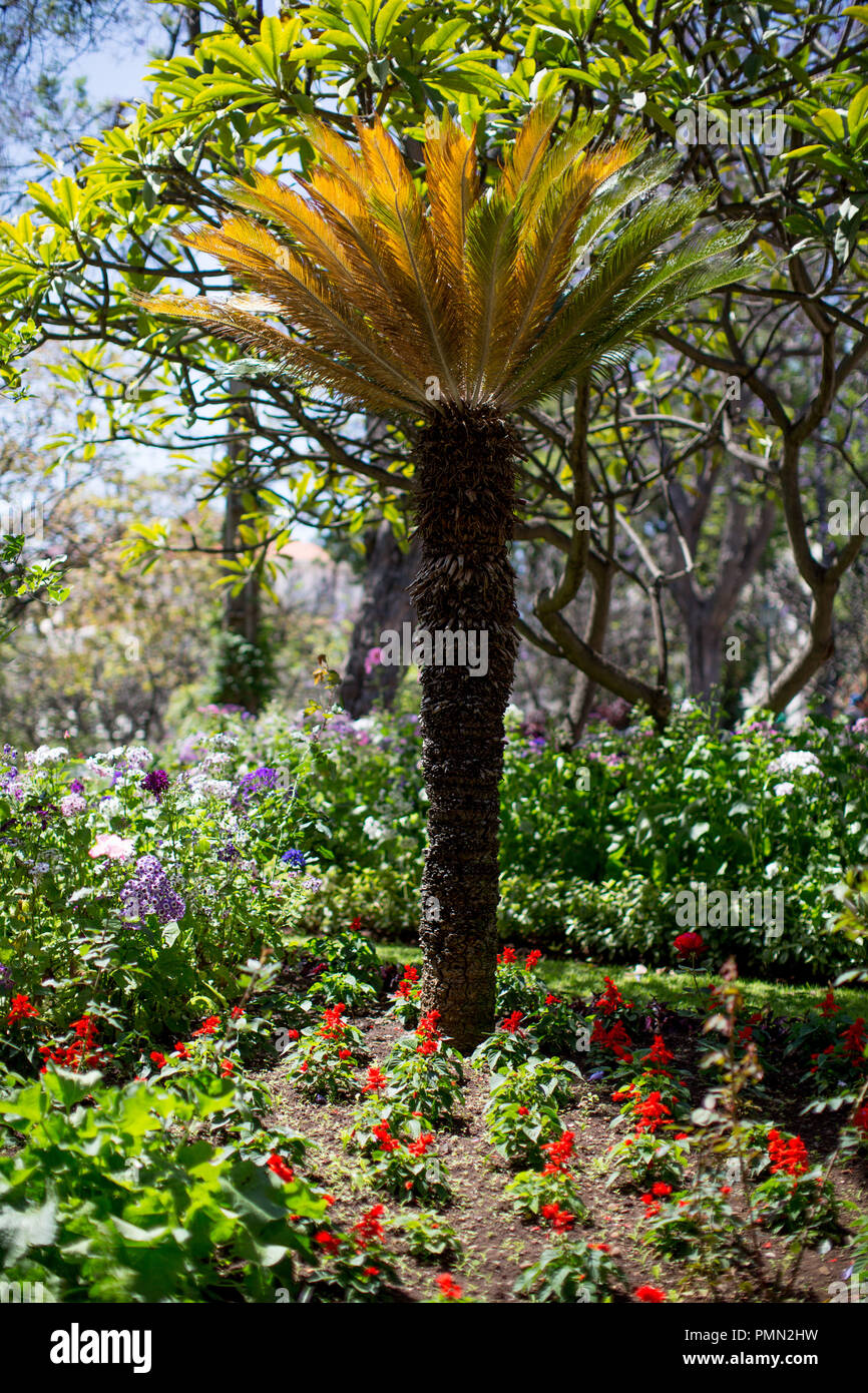 Detalle colorido shot de un ventilador con forma de palmera / helecho en el Jardín Municipal de Funchal. Foto de stock