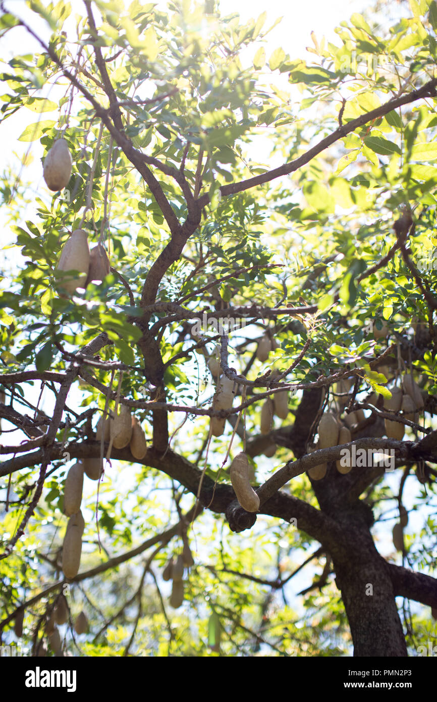 Árbol de salchichas (Kigelia africana) en el Jardín Municipal de Funchal. Los frutos parecen enormes salchichas y son venenosas Foto de stock
