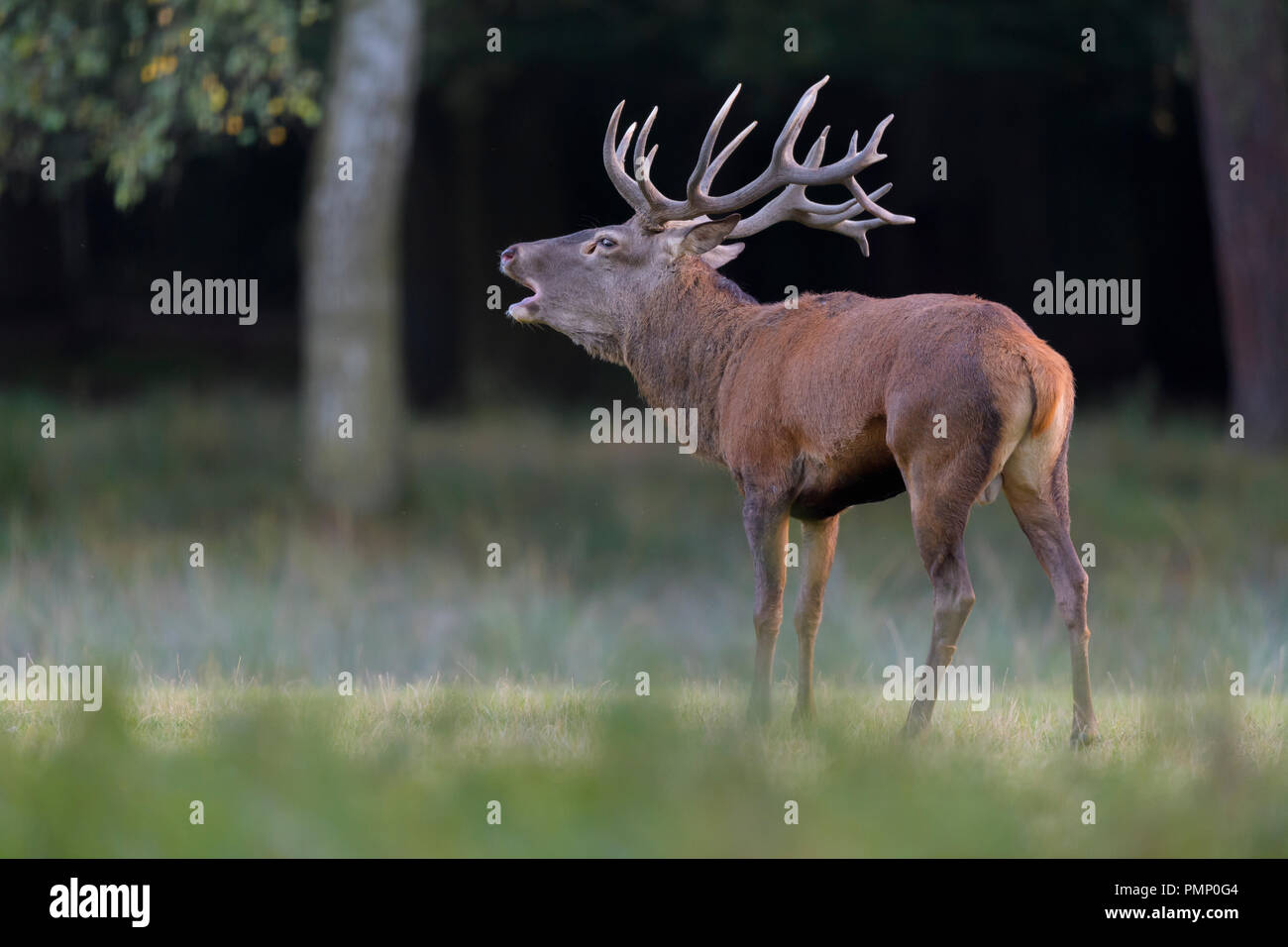 Red Deer, Cervus elaphus, temporada de celo, rugiente, Alemania, Europa Foto de stock