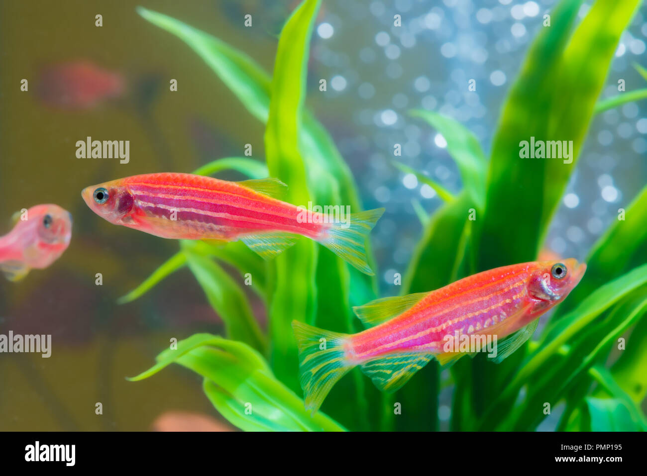 Poco pez rojo con planta verde en la pecera o acuario del concepto de la  vida submarina Fotografía de stock - Alamy
