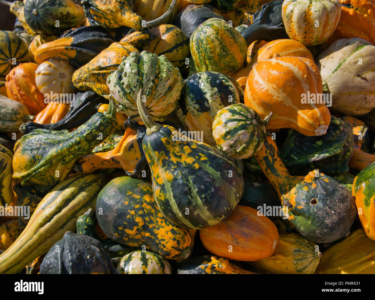 Una selección de diferentes calabazas decorativas en varios colores y formas Foto de stock