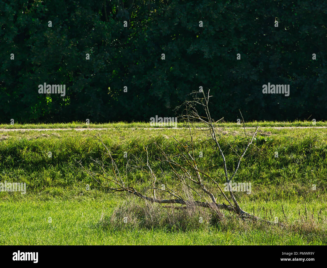 Una rama delgada en la pradera delante de una ruta y con un grupo de árboles en el fondo Foto de stock