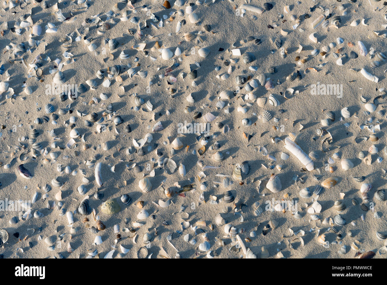 Un patrón de conchas en la playa durante la marea baja. Foto de stock