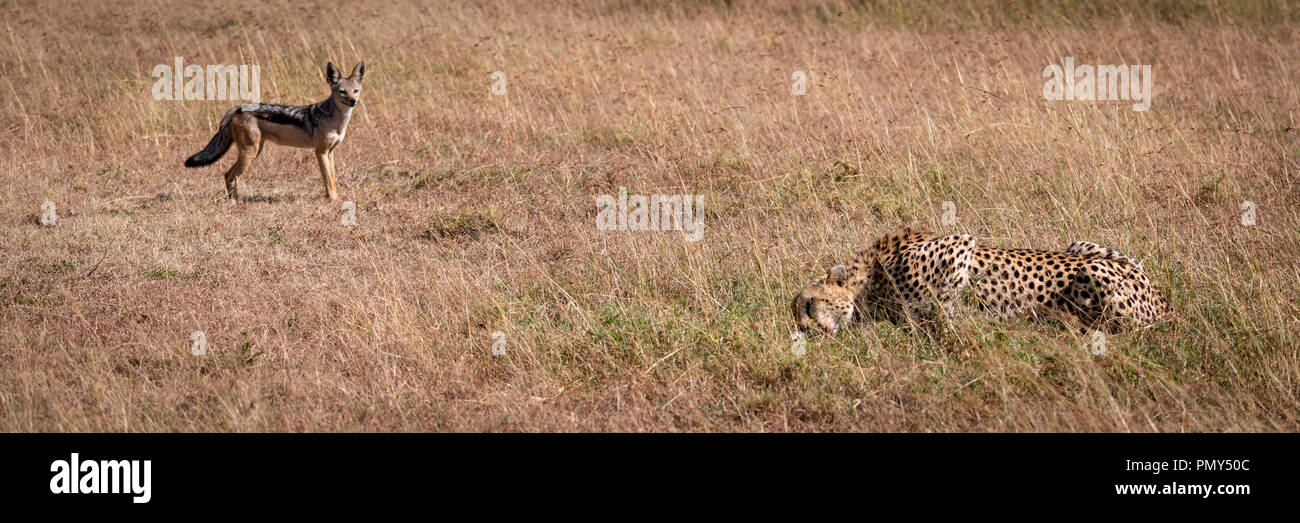 Negro-respaldado chacal está viendo cheetah comer matar Foto de stock
