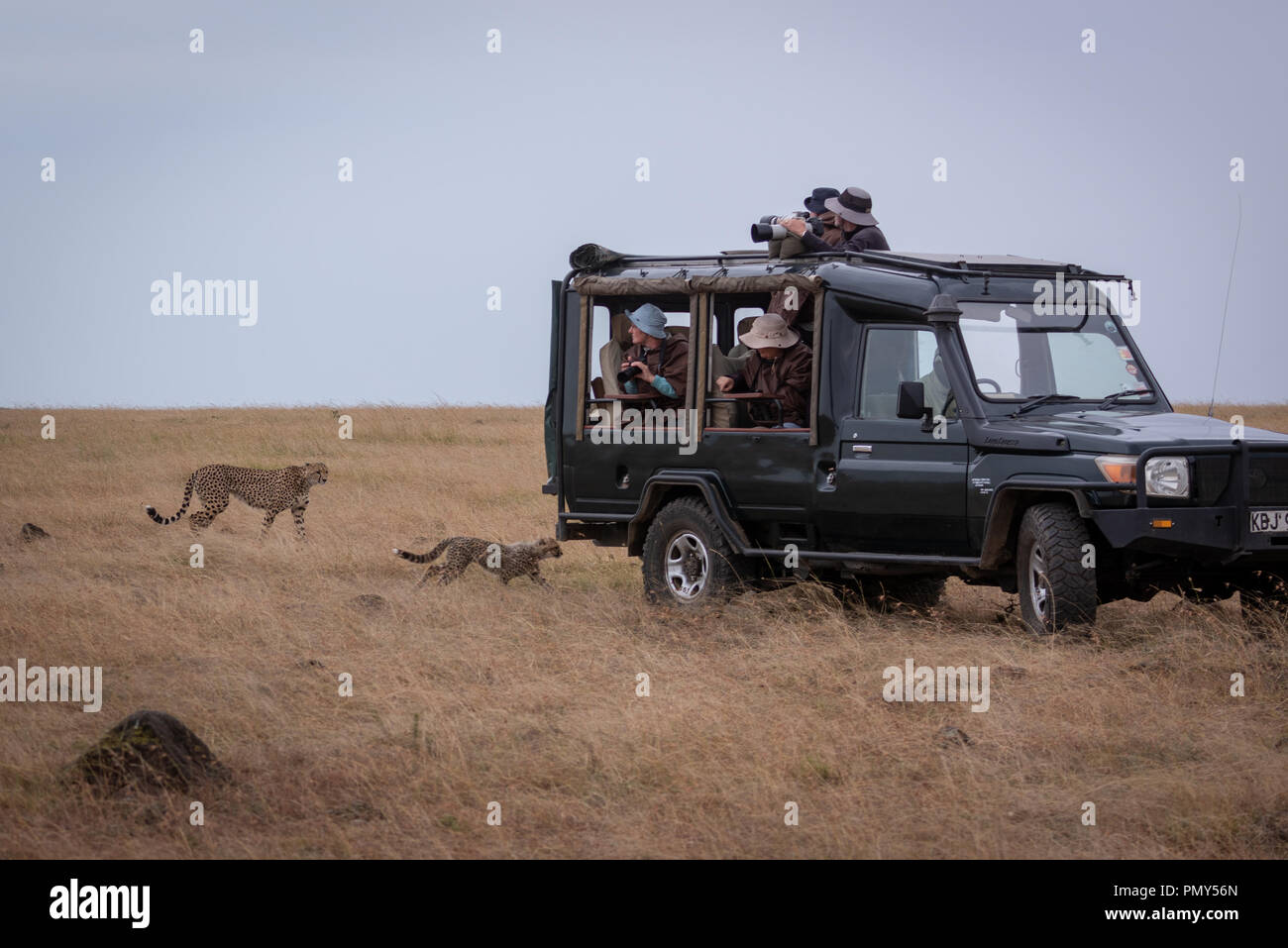 Y Cheetah cub pase fotógrafos en la carretilla Foto de stock
