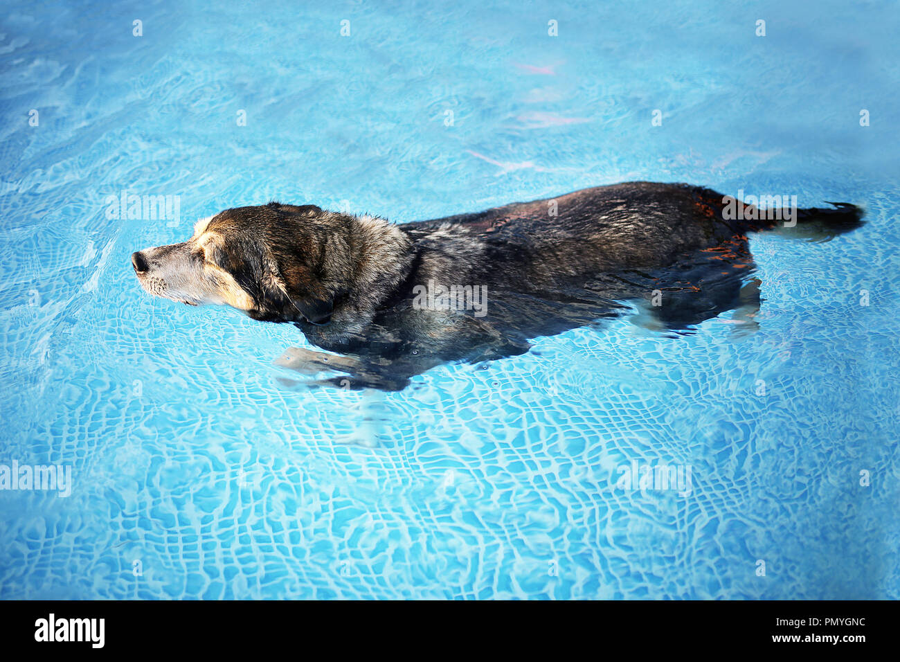 Un viejo MIX BREED perro es nadar en el agua clara de un patio con piscina para hacer ejercicio y terapia de rehabilitación después de la ruptura del LCA y lesión de rodilla Foto de stock