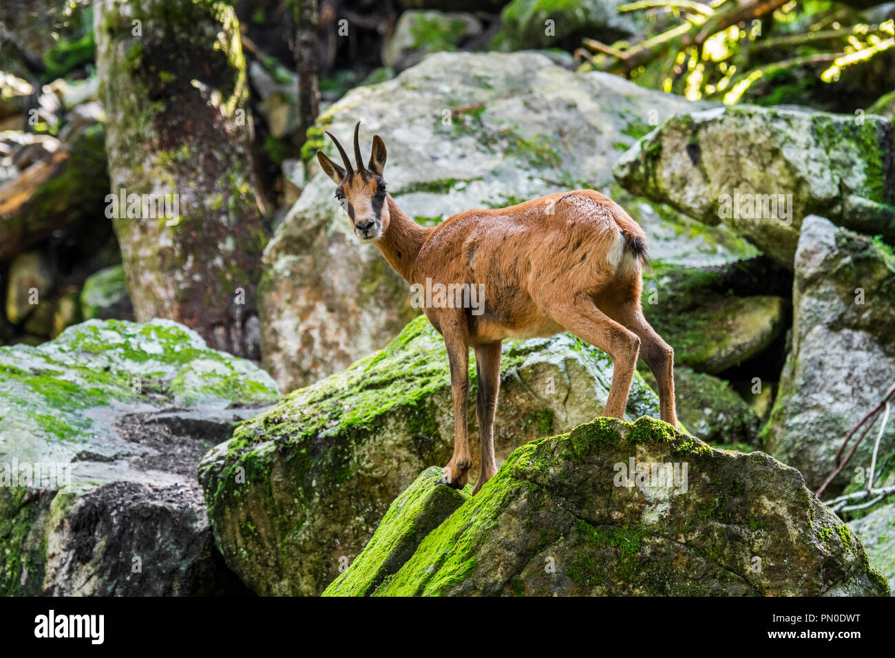 Rebeco pirenaico (Rupicapra pyrenaica) forrajeando entre las rocas en el bosque en la ladera de montaña en los Pirineos. Foto de stock