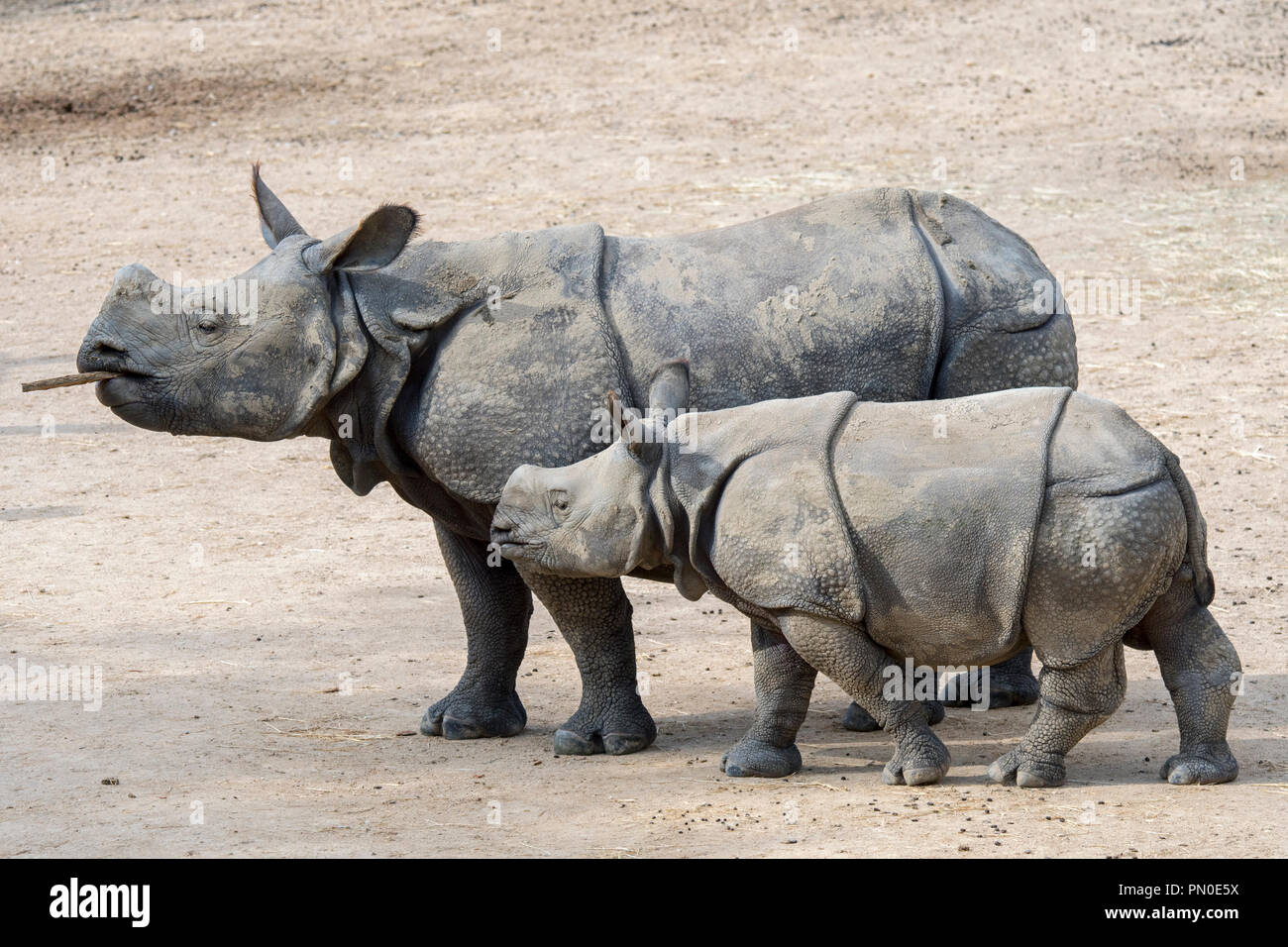 Rinoceronte indio (Rhinoceros unicornis) hembra con jóvenes en zoo Foto de stock