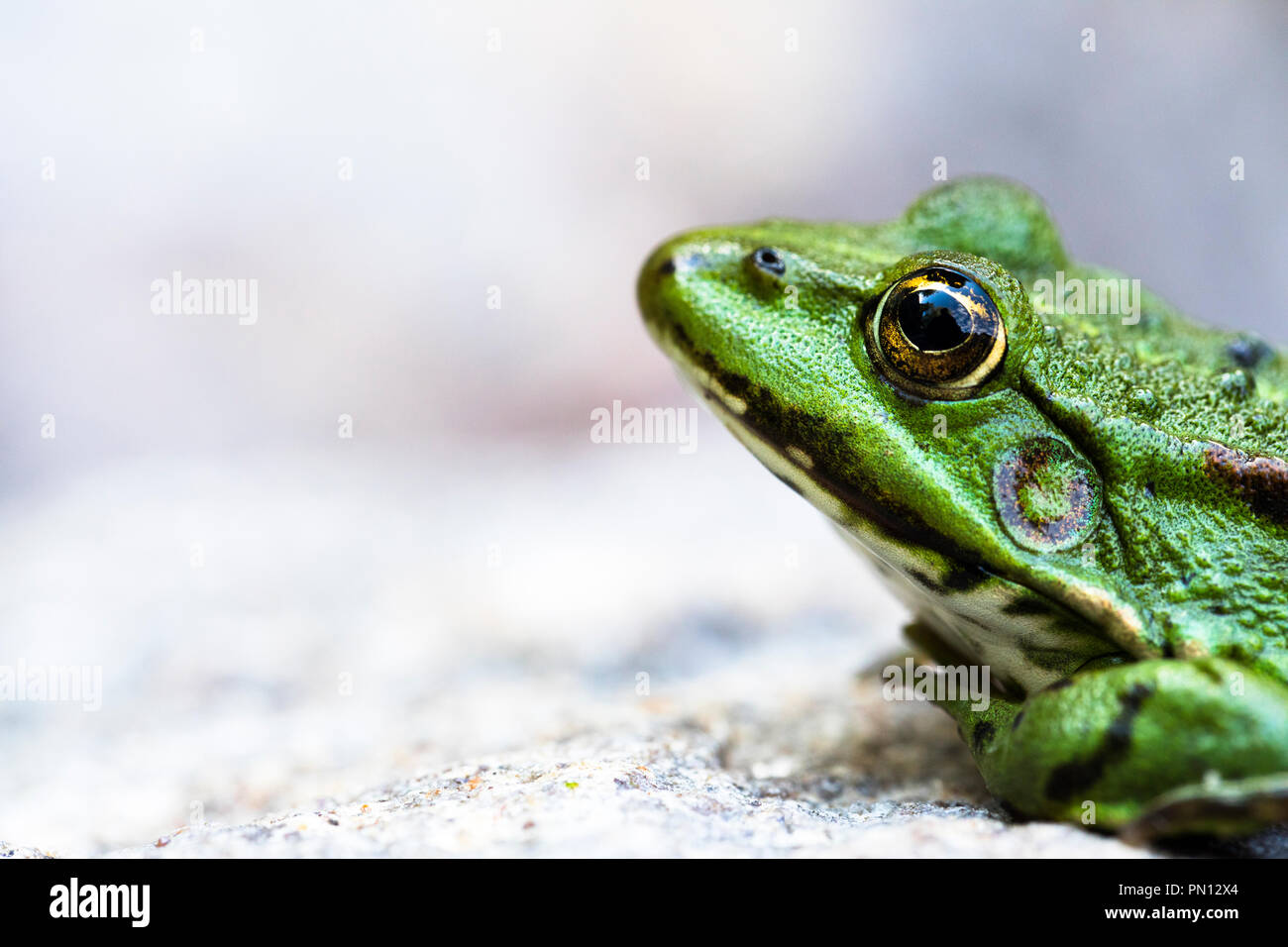 Lithobates clamitans, de cerca una rana verde sobre una roca, disfrutando de la vida Foto de stock