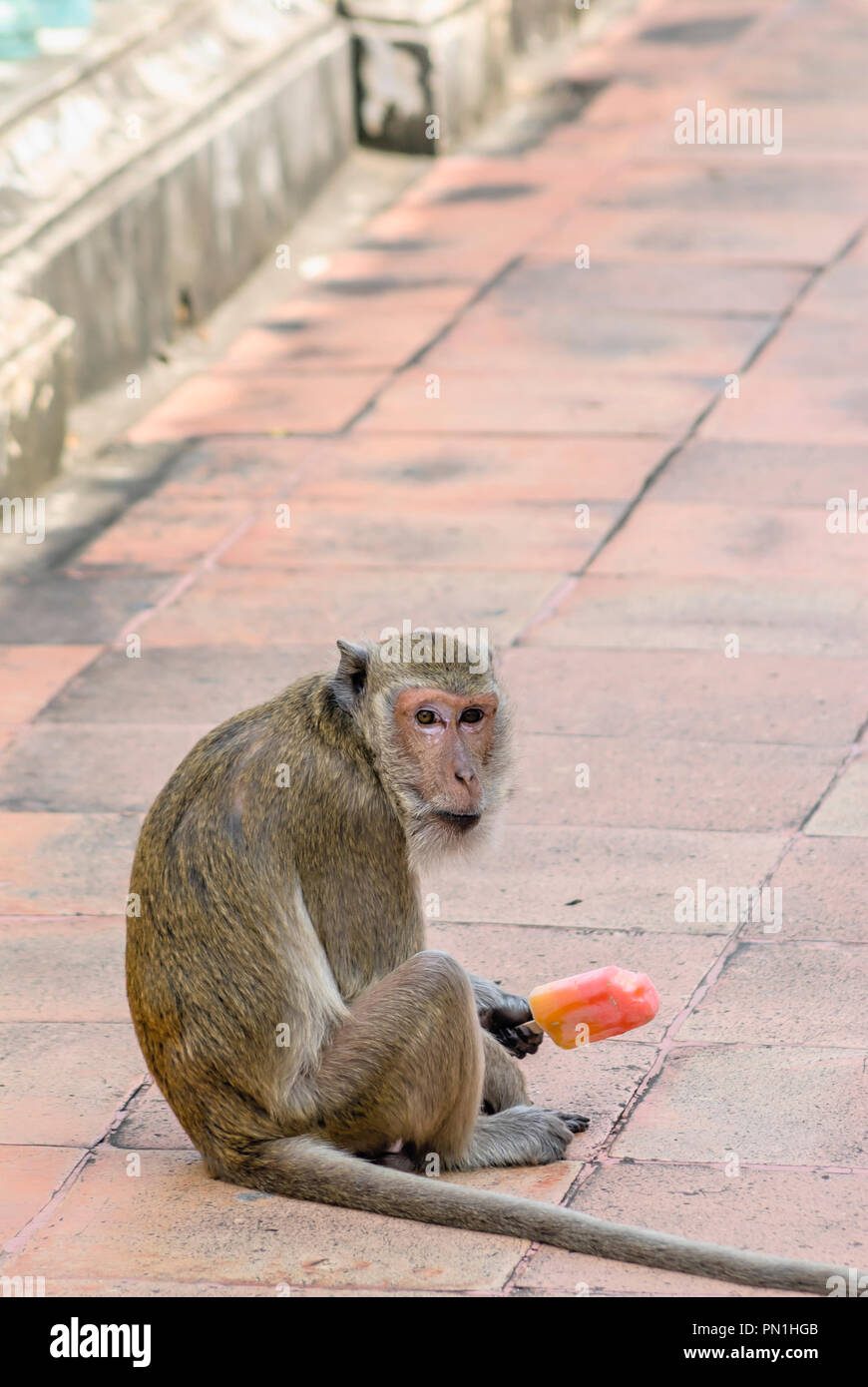 Mono macaco sosteniendo un helado mirando hacia la cámara, Tailandia  Fotografía de stock - Alamy
