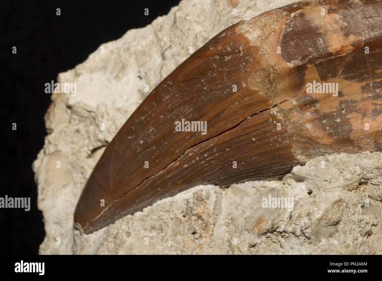 Diente de ballena dentada arcaico Pontogeneus brachyspondylus, un cetáceo extinto desde el eoceno. Foto de stock