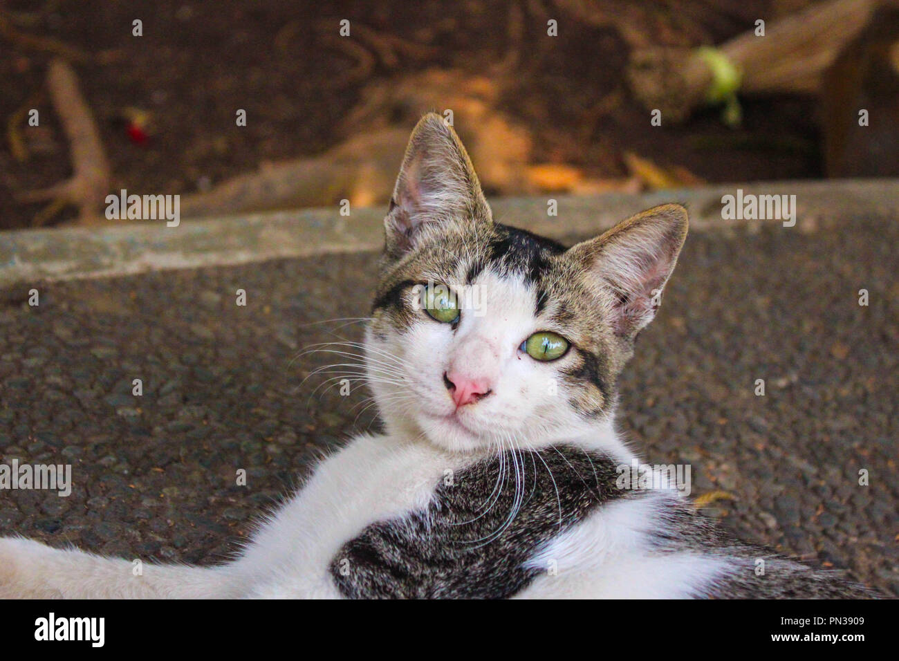 Retrato de gato Foto de stock
