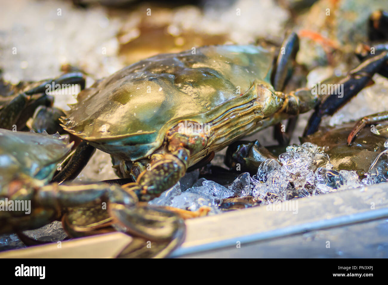 Cáscara blanda de barro serrada (cangrejo cangrejo de mangle negro