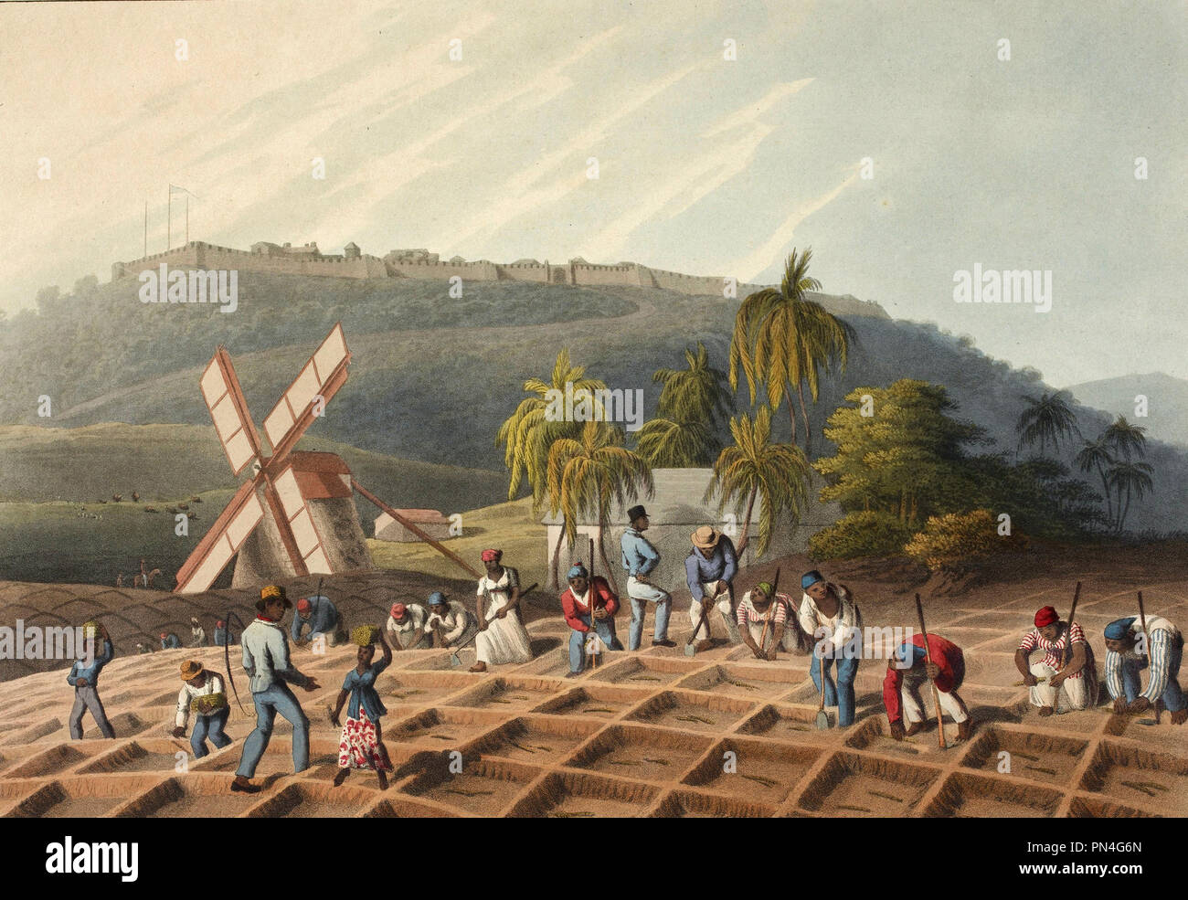 Esclavos que trabajaban en una plantación: plantar la caña de azúcar. Circa 1823 - William Clark Foto de stock