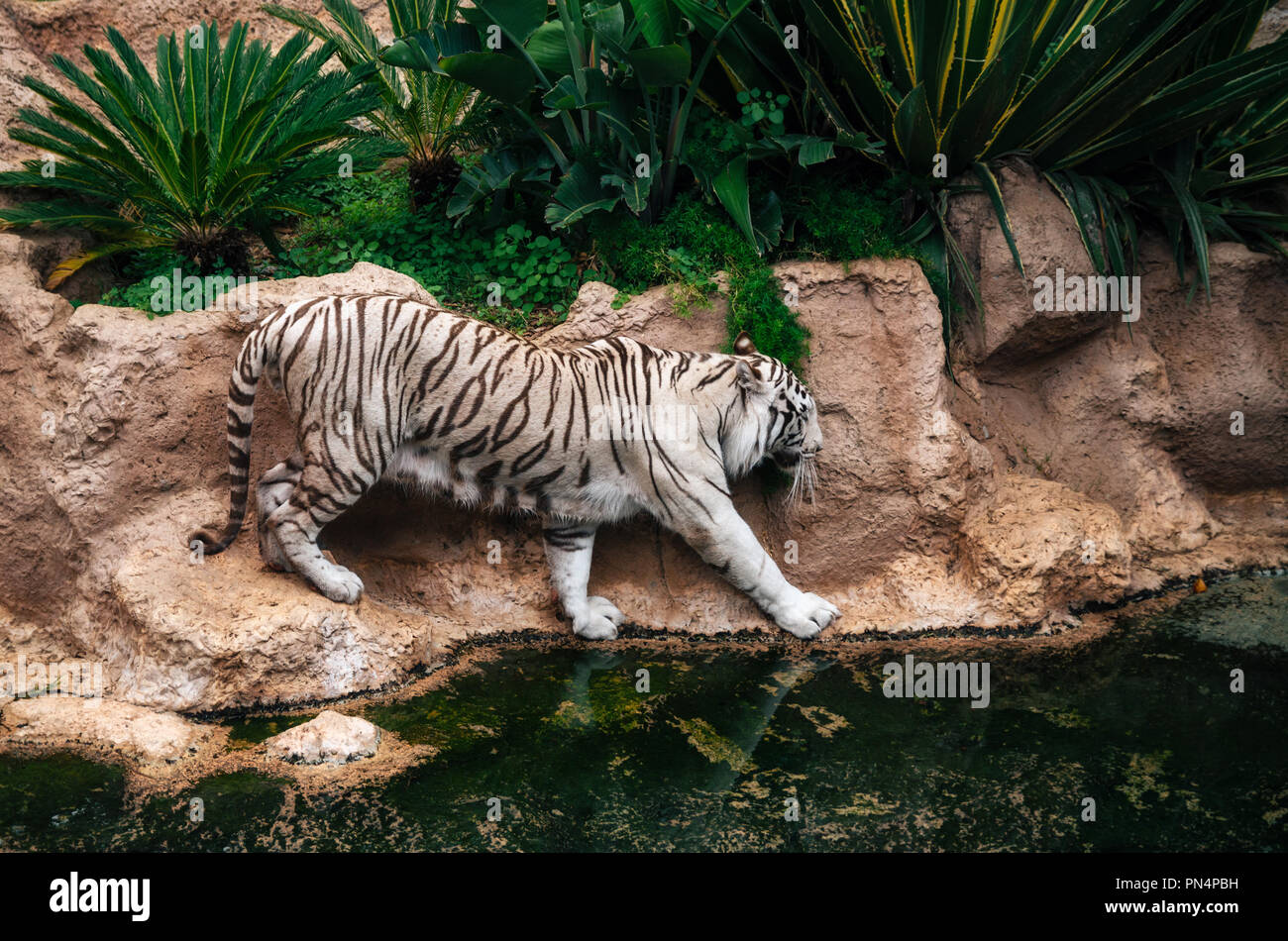 Tigre de Bengala blanco camina alrededor del estanque en el zoológico Loro Parque, Puerto de la Cruz, Tenerife, España. Foto de stock