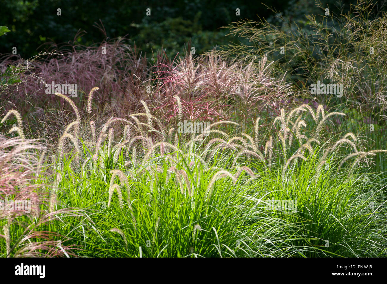 Hierbas ornamentales en un jardín - Pennisetum 'Fairy Tails' con Miscanto y Molinia en el fondo Foto de stock