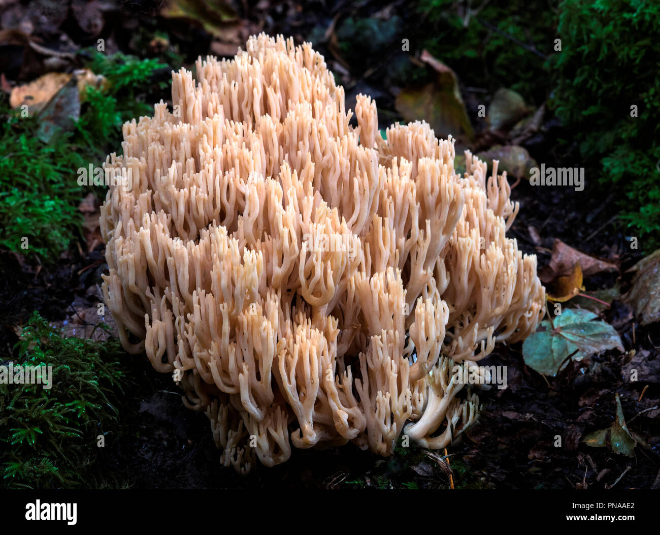 Ramaria stricta (Vertical Coral). Foto de stock