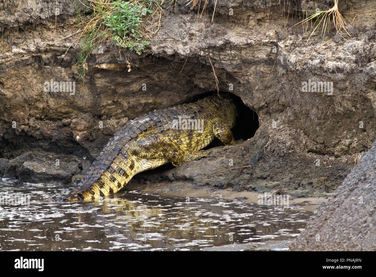 Los cocodrilos a menudo usan sus cuevas a lo largo de todo el año para refugio y descanso, no sólo cuando se seca el lecho del río en la estación seca, algunas pueden ser utilizadas para sí Foto de stock