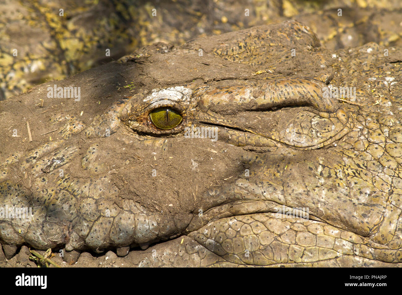 La hendidura del ojo y del oído del cocodrilo están situadas en la parte  superior del cráneo, c;assic adaptación de una vida acuática Fotografía de  stock - Alamy