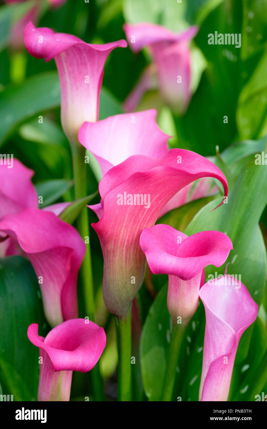 Calla Lily Zantedeschia en Sumatra, en Sumatra. Cerca flores púrpura Foto de stock
