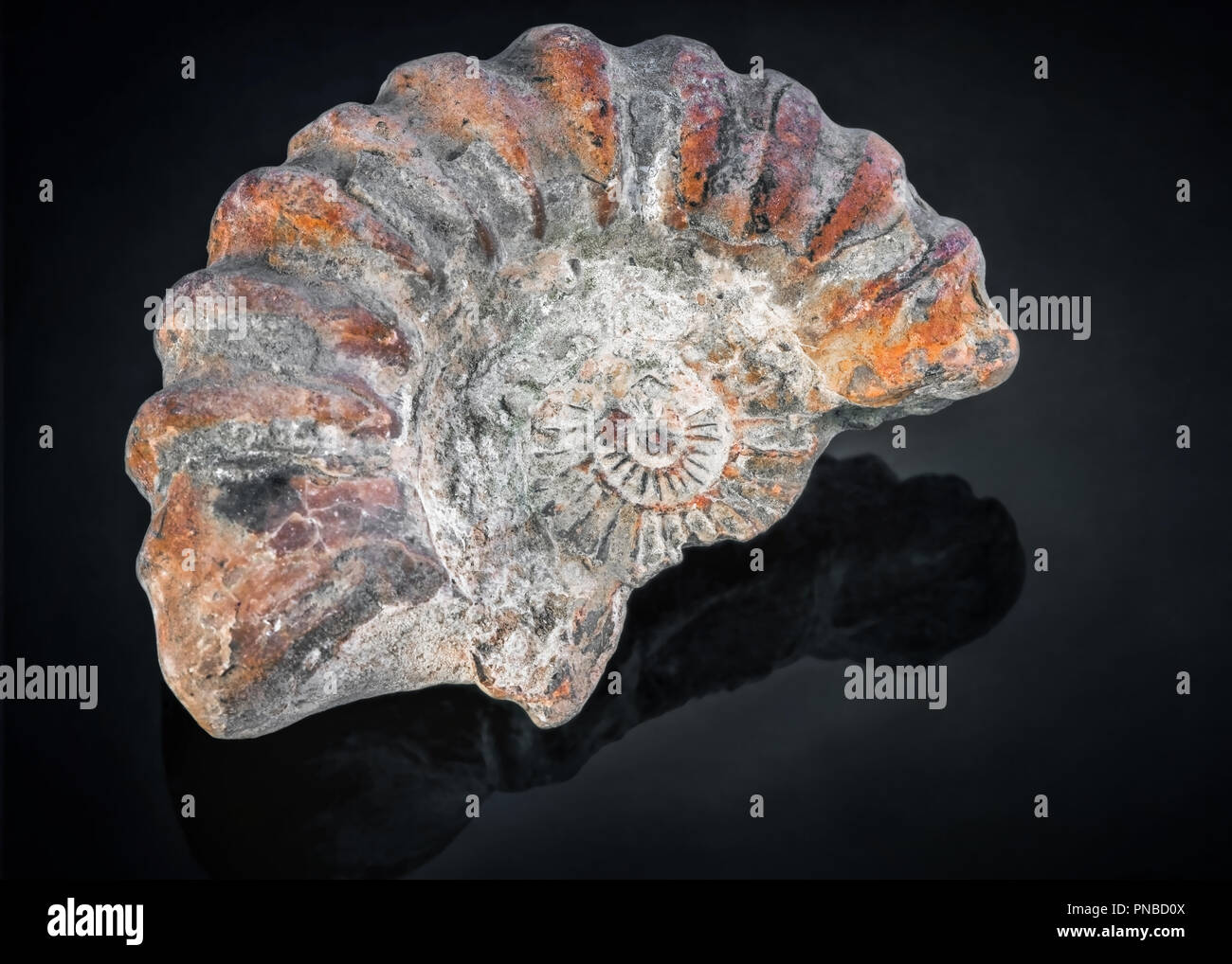 Sección roto de un fósil de ammonites sobre un fondo negro, MOSTRANDO LA CÁSCARA ESPIRAL conservados como roca. Foto de stock