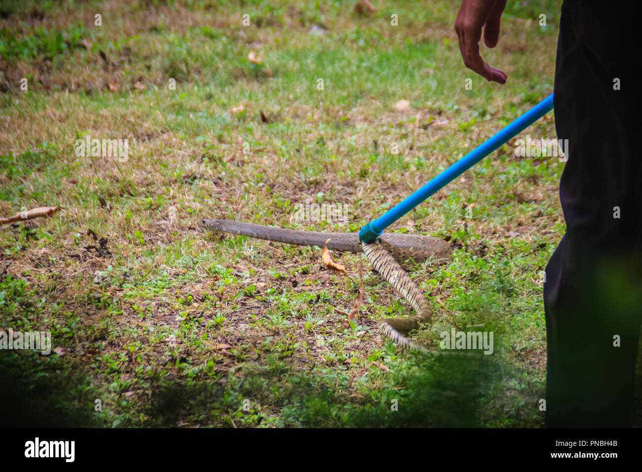 La gente se engancha la serpiente en el jardín con snake catcher