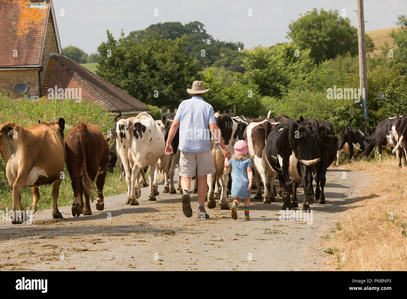 Una escena rural de un hombre y una niña teniendo ganado abajo de un carril del país en un día soleado en el norte de Dorset, Inglaterra GB Foto de stock