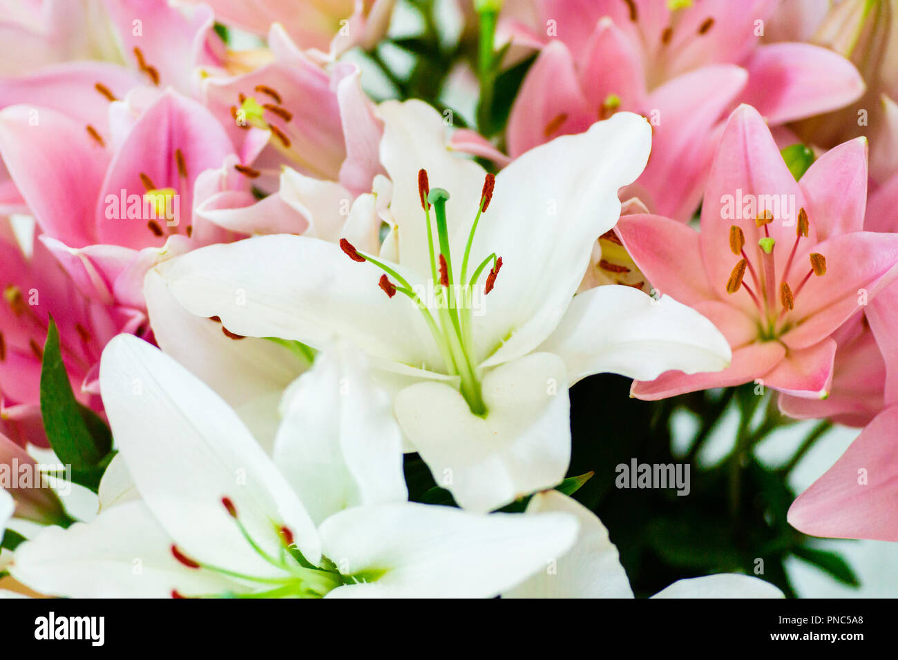 Lilium candidum - azucenas blancas y rosas bouquet de flores Fotografía de  stock - Alamy