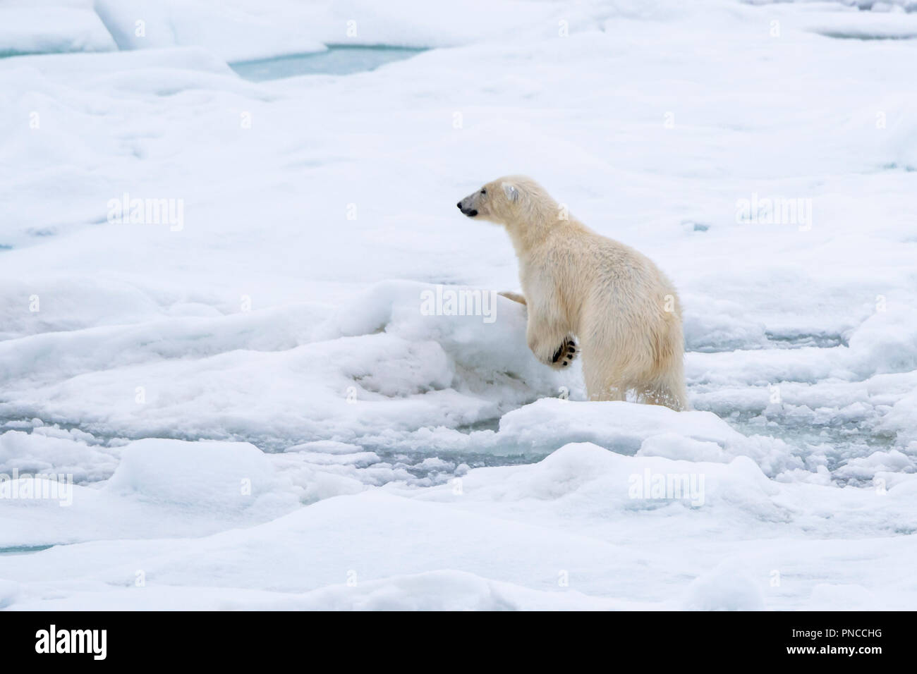 El oso polar (Ursus maritimus) viajar sobre el hielo del mar frente a la costa de Svalbard, Noruega. Foto de stock
