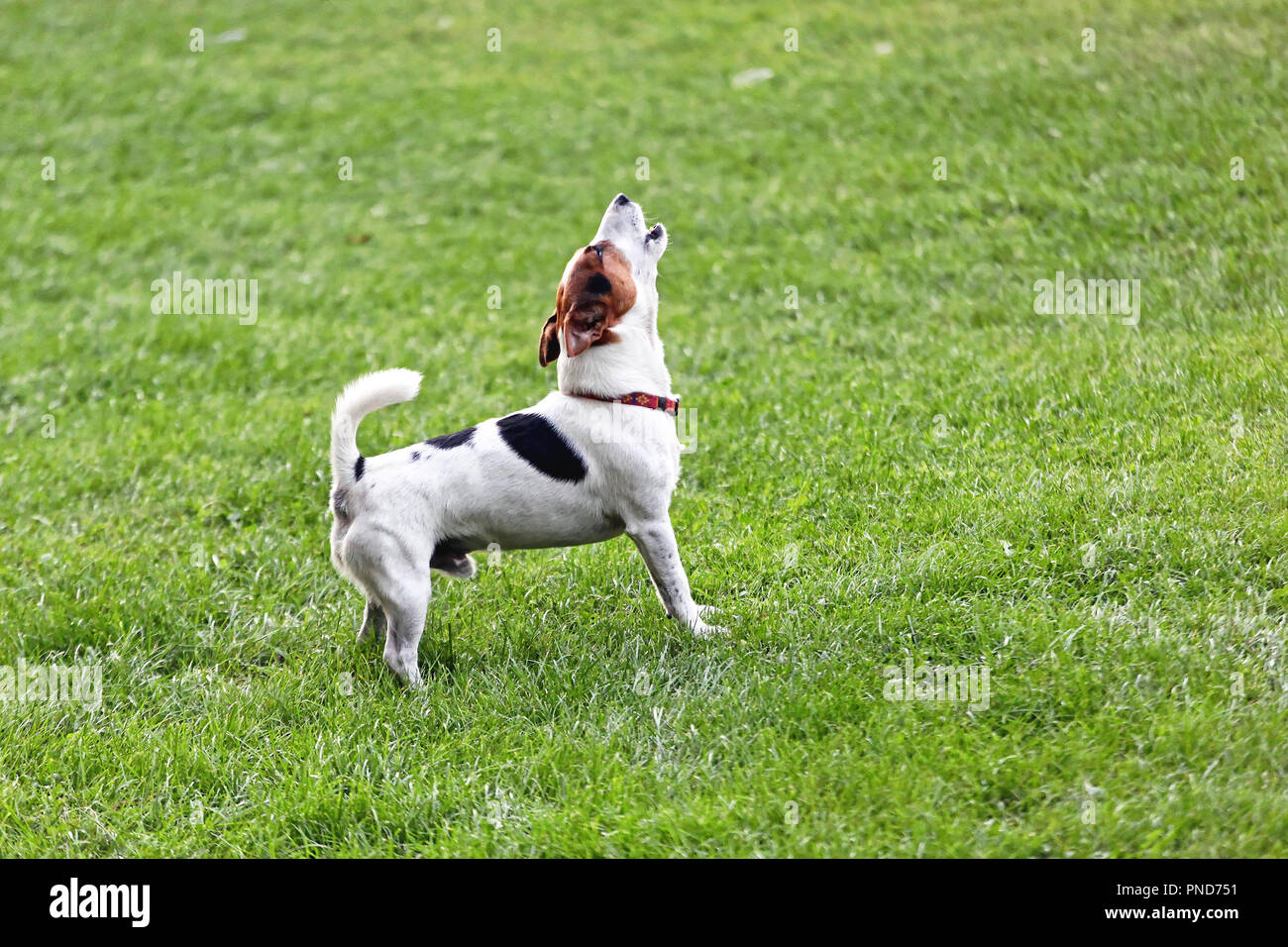 Jack Russell Terrier molestos ladridos y aullidos Foto de stock