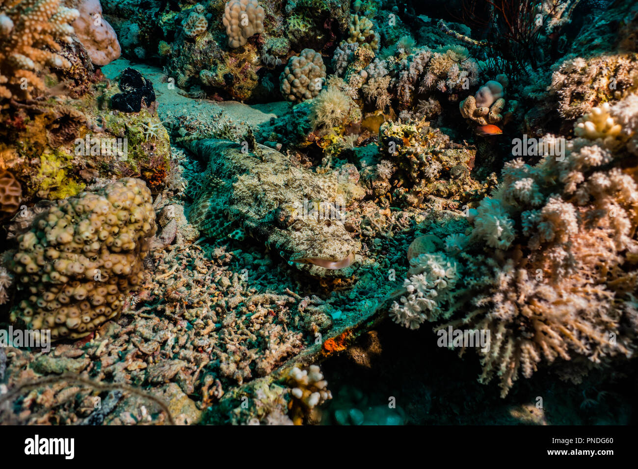 Los arrecifes de coral y las plantas acuáticas en el Mar Rojo, colorido y lleno de diferentes colores Foto de stock