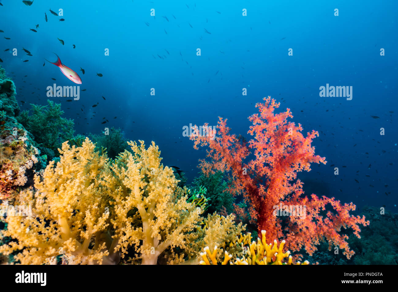 Los arrecifes de coral y las plantas acuáticas en el Mar Rojo, colorido