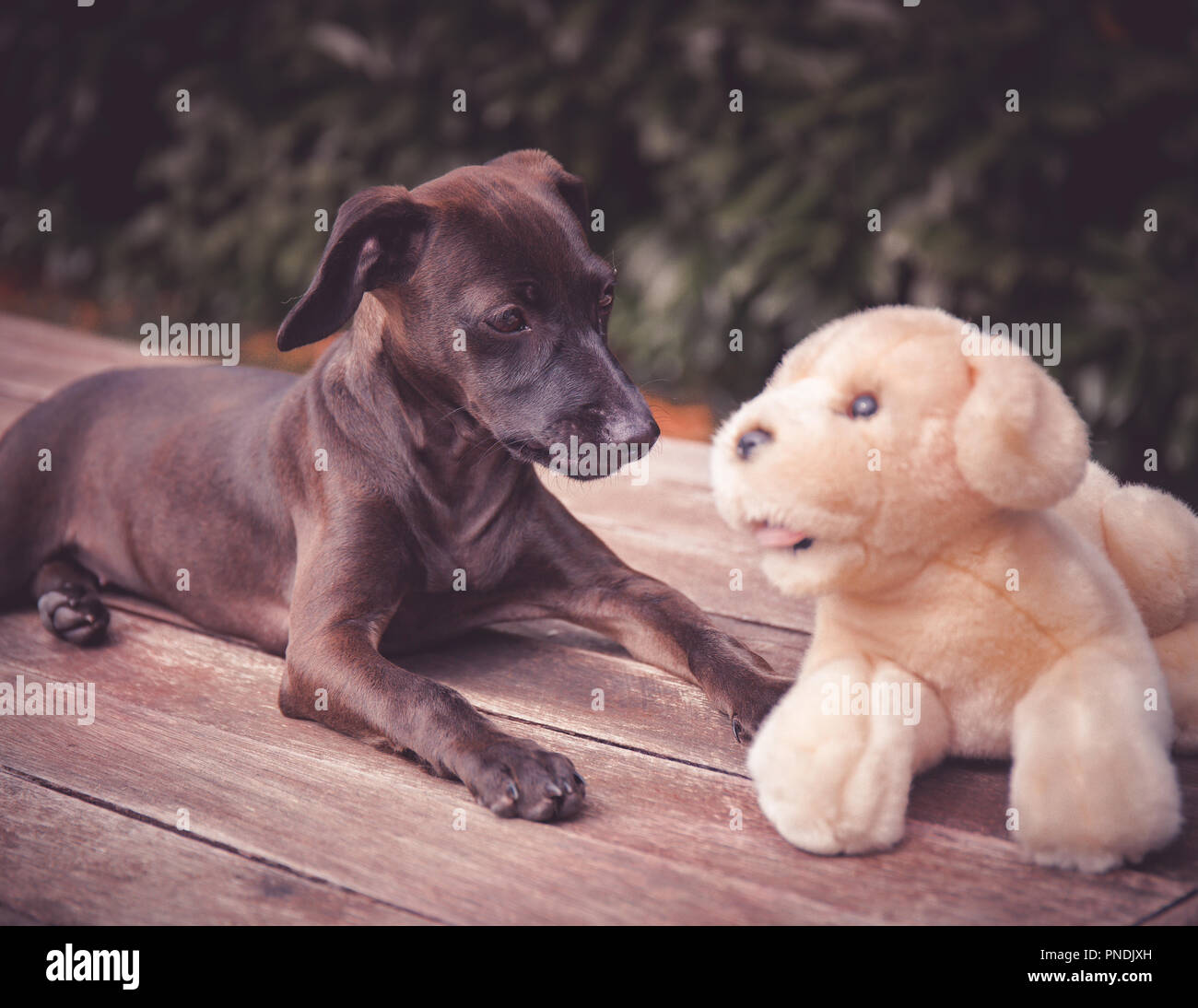 Amor de cachorro Foto de stock