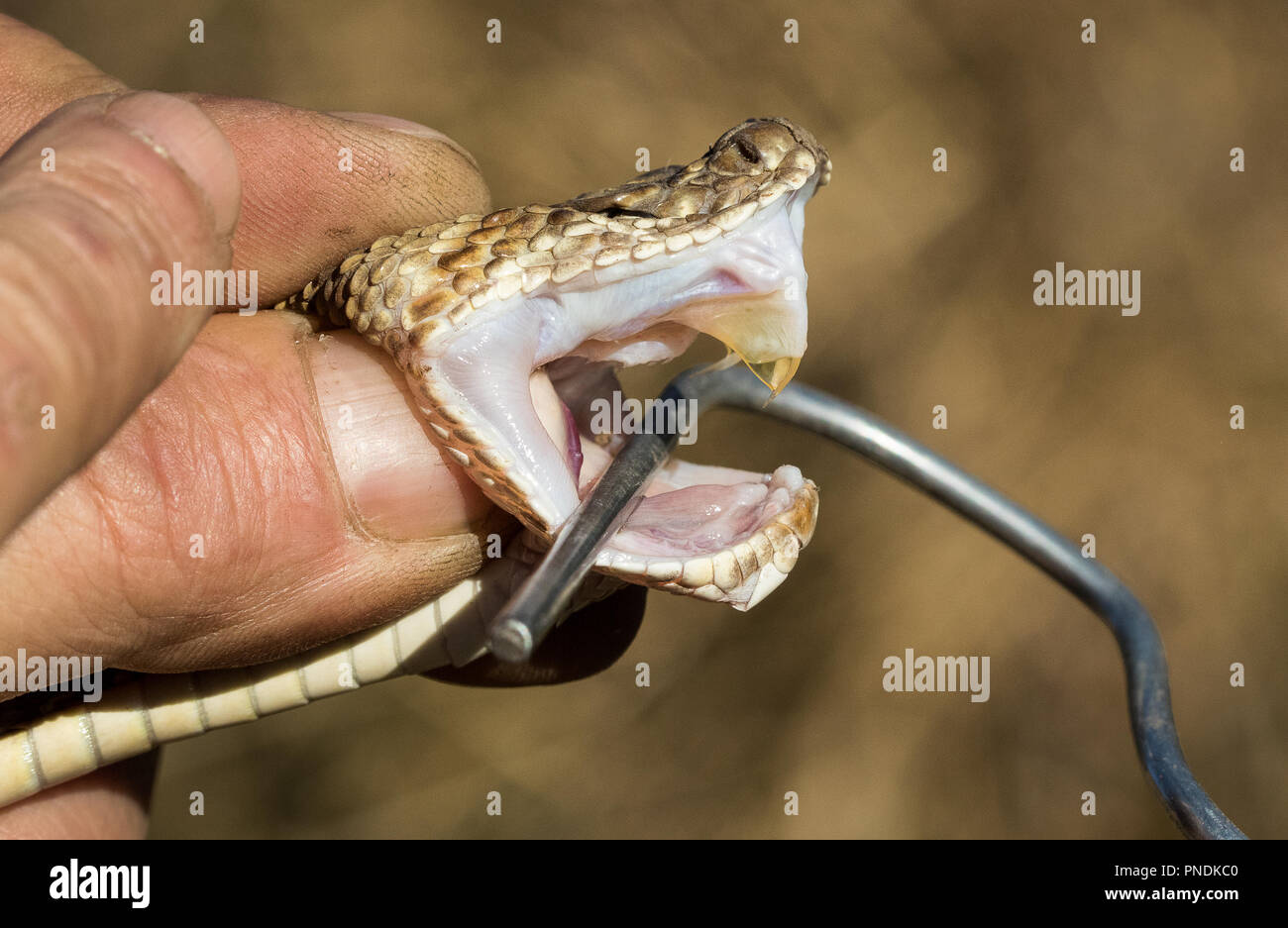 Veneno y los colmillos de una serpiente venenosa Foto de stock