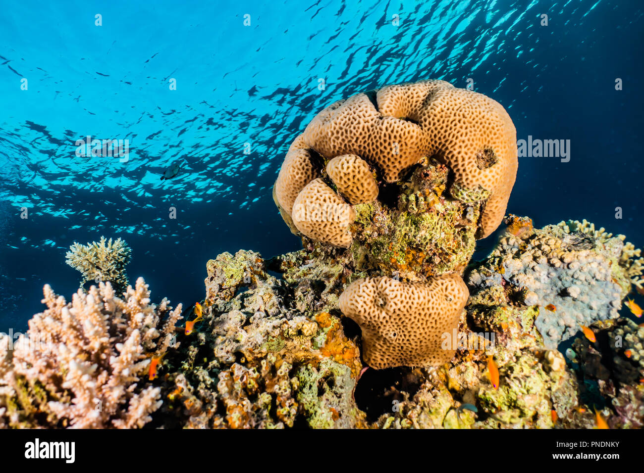 Los arrecifes de coral y las plantas acuáticas en el Mar Rojo, colorido y lleno de diferentes colores Foto de stock
