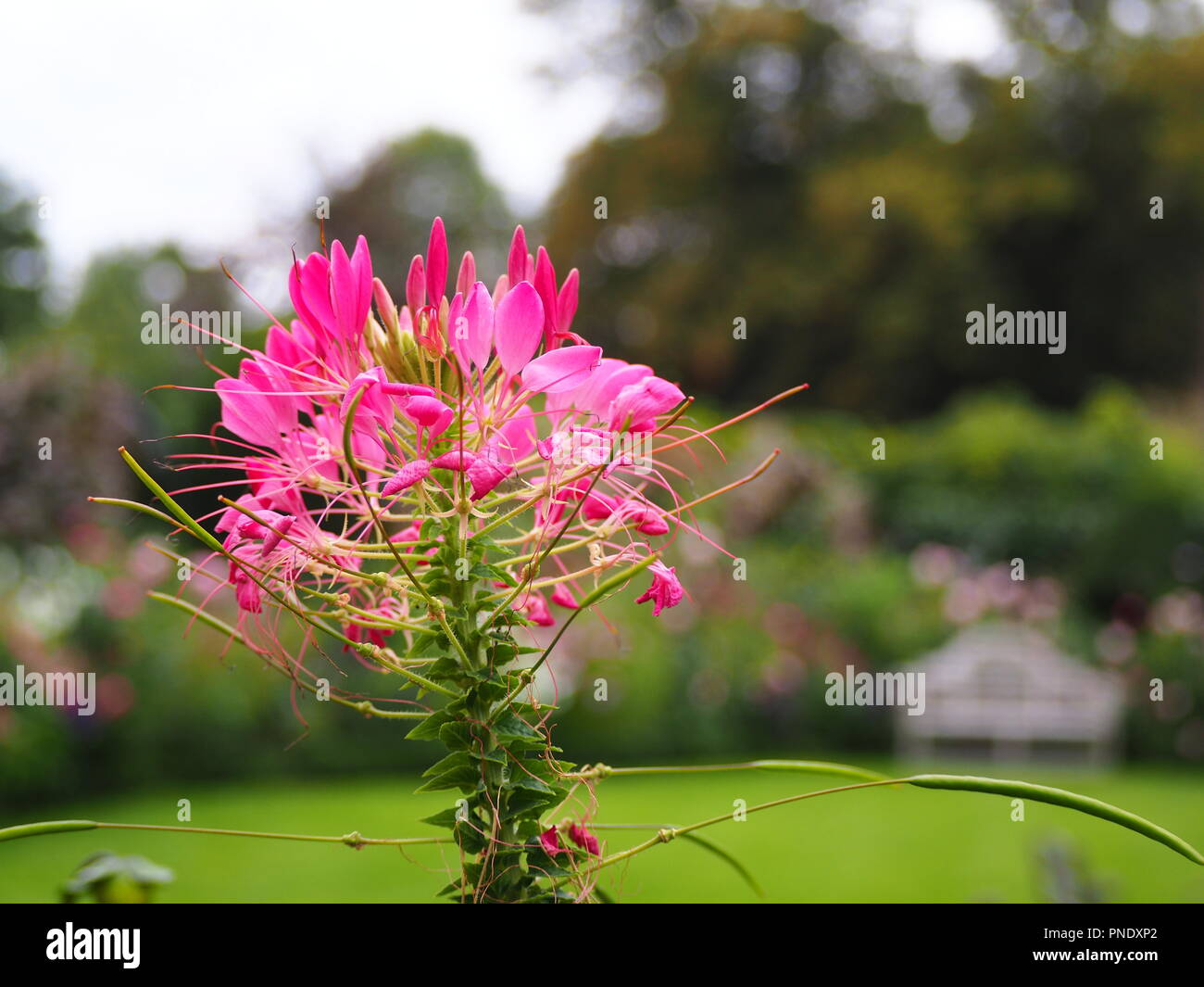 Hermosa rosa Cleome florecen de Chenies Manor jardín a finales de verano. Foto de stock