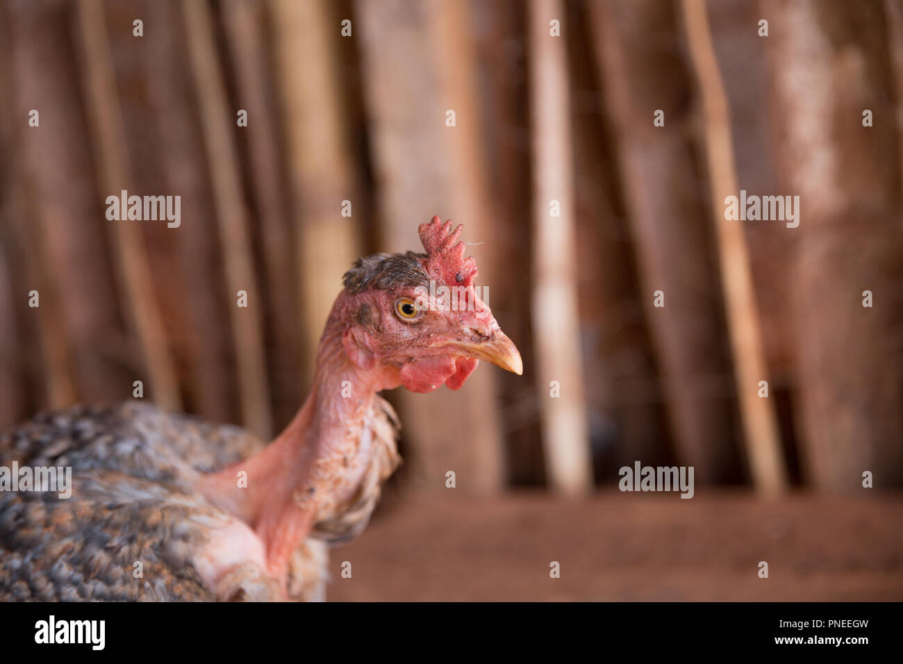 Buscando pollo rojo Foto de stock