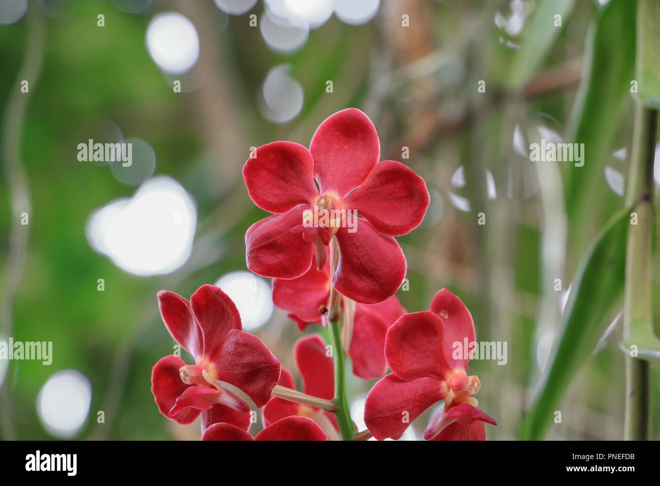 Fotos orquideas rojas Las orquídeas