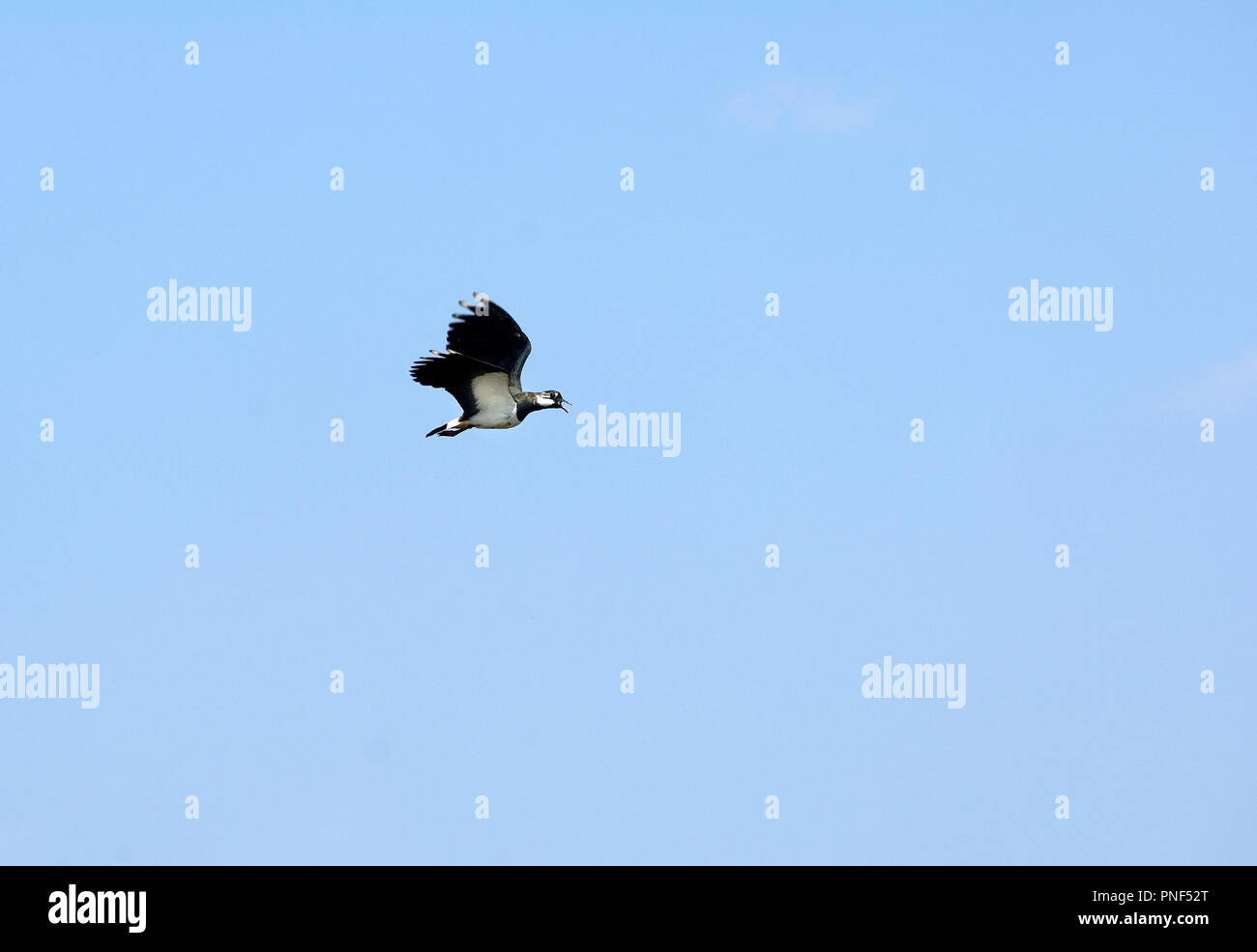 Lapwing (Vanellus vanellus), vuelo Vanneau huppé Foto de stock